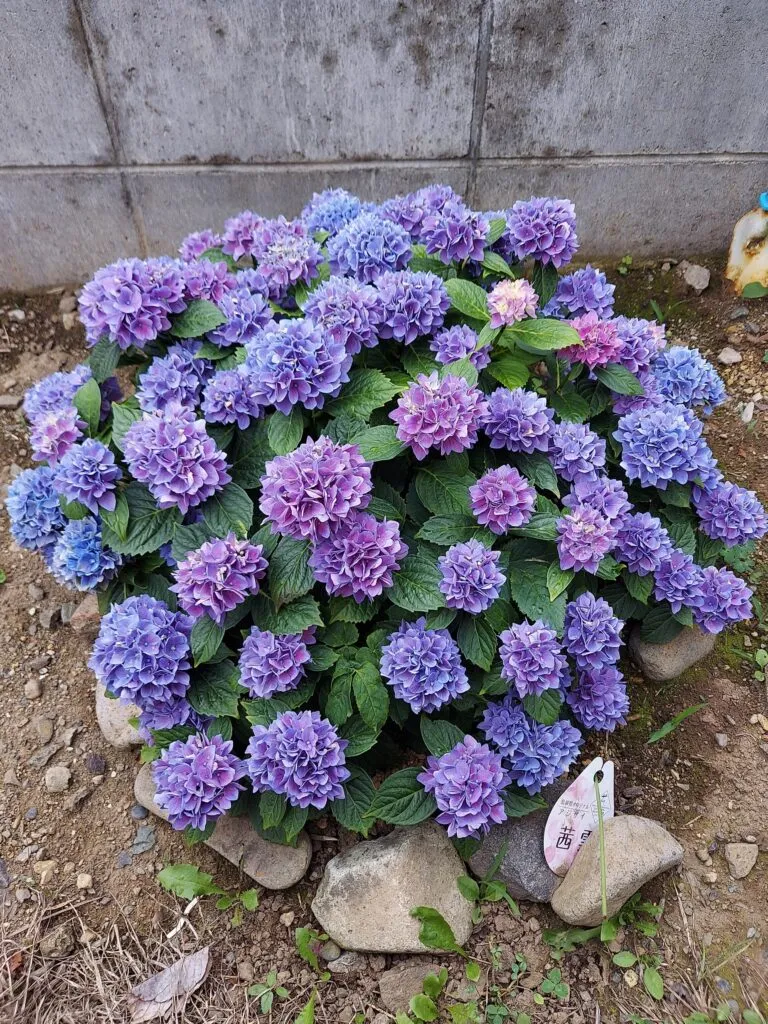 庭のアジサイが咲きました